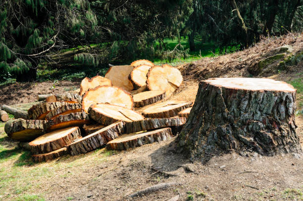 How Our Tree Care Process Works  in  Reno, NV